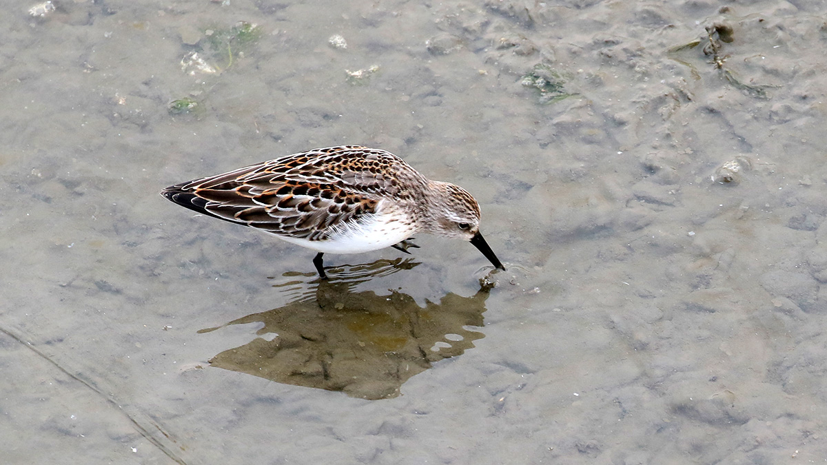 Western Sandpiper - Alaska strandloper